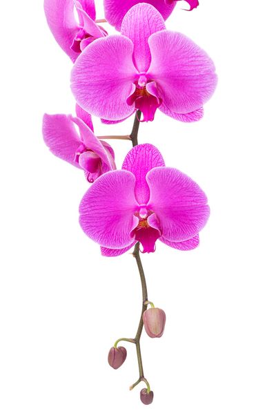 Orchid radiant flower isolated on white - Photo, Image