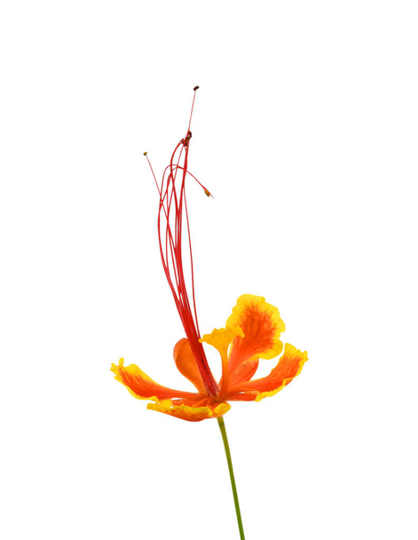 Caesalpinia pulcherrima flower closeup, Isolated on white Background - Φωτογραφία, εικόνα