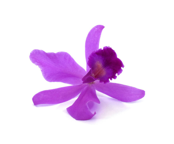 beautiful purple cattleya orchid flower isolated on white background - Photo, Image