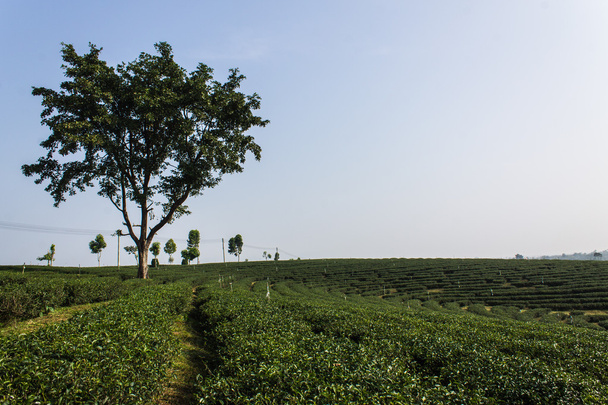 herbaty zielone pola, chiangrai w Tajlandii - Zdjęcie, obraz