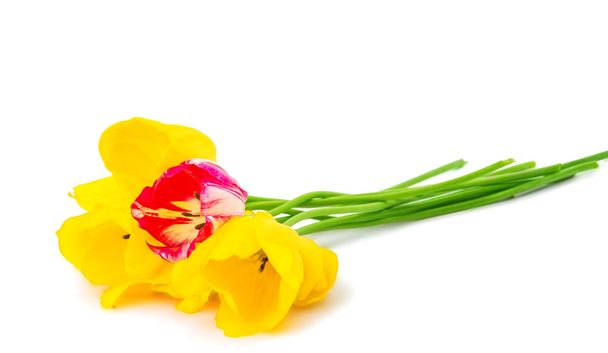 tulips isolated - Photo, image