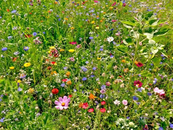 prado com um monte de flores coloridas
 - Foto, Imagem