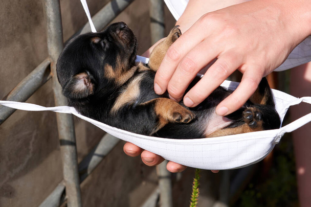 Jack Russell cucciolo terrier si trova in una maschera. La mano di una donna tiene il cucciolo. - Foto, immagini