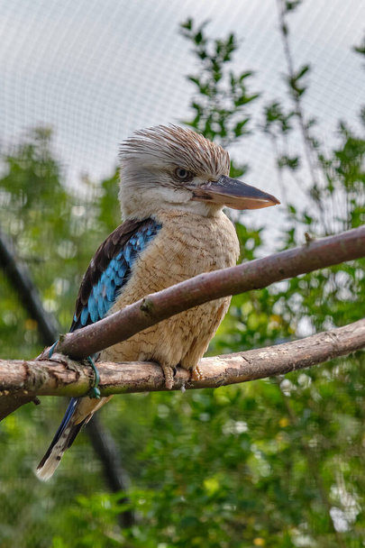 青い翼のkookaburra,鳥の枝に座って.野生動物鳥の観察. - 写真・画像