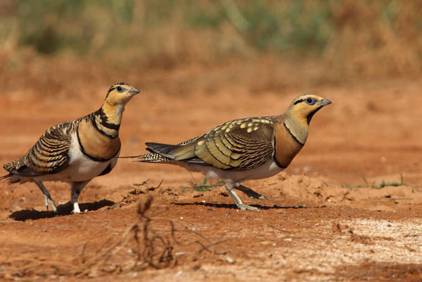 Pin-tailed sandgrouse male and female at a water point in summer with the first light of day - Foto, immagini
