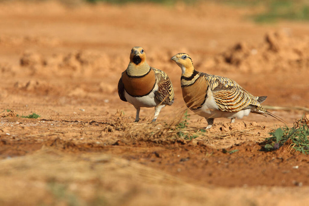 Pin-tailed sandgrouse male and female at a water point in summer with the first light of day - Foto, Imagen