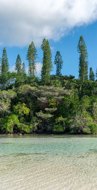 Las sosen araukariowych. Wyspa sosen w Nowej Kaledonii. turkusowa rzeka wzdłuż lasu. Błękitne niebo. Format portretu - Zdjęcie, obraz