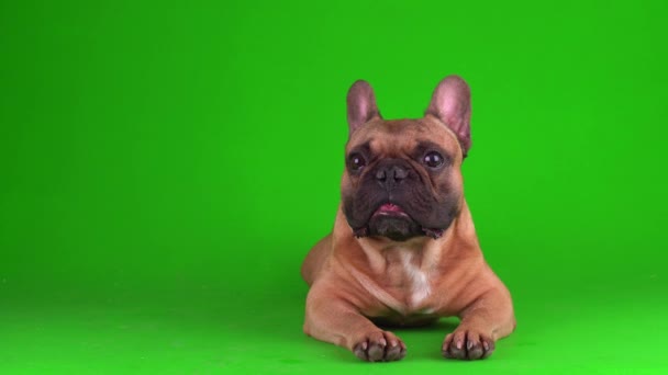 Yeşil arka plan 4K video krom üzerinde köpek fransız buldog yavrusu.. - Video, Çekim