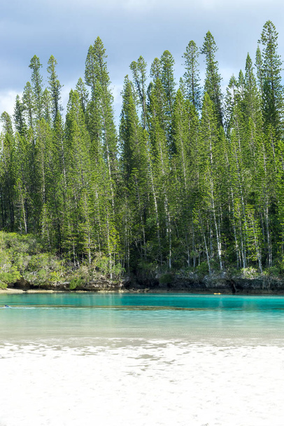 Forêt de pins d'araucaria. Île de pins en Nouvelle-Calédonie. eau turquoise et translucide le long de la forêt - Photo, image