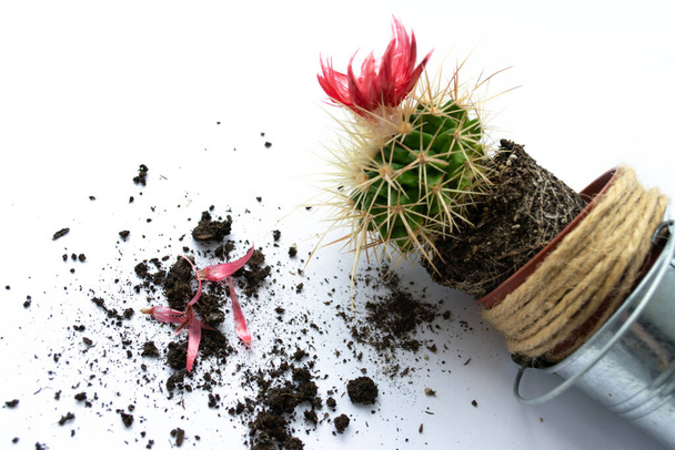 Trazo de olla alterada con cactus en hoja blanca de papel
 - Foto, imagen