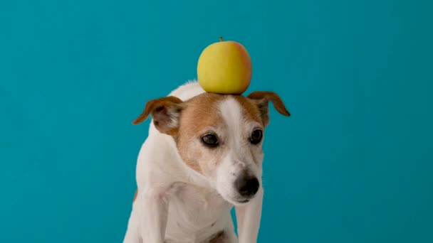 Kafasında elma olan bir köpek. - Video, Çekim