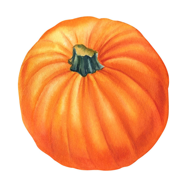 Herfst oogst. Oranje pompoen op geïsoleerde witte achtergrond, aquarel illustratie, handtekening - Foto, afbeelding