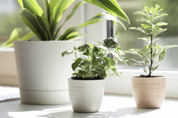 Зелені домашні рослини на підвіконні в реальному інтер'єрі кімнати в природному світлі
 - Фото, зображення