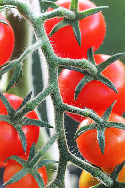熟した天然のチェリーレッドトマトの束温室で栽培されています選ぶ準備ができています - 写真・画像