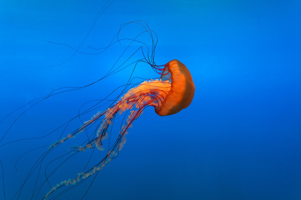 medusa de sino laranja no aquário
 - Foto, Imagem
