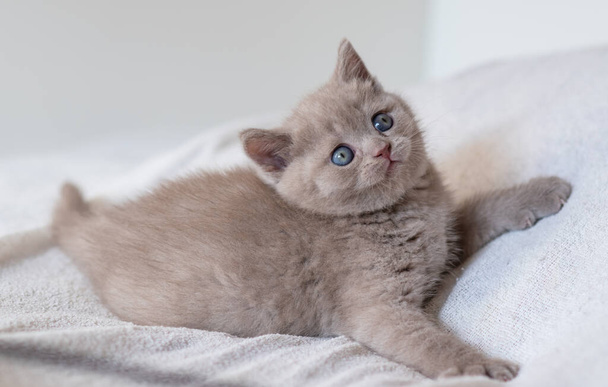 Portrait de mignon chaton à cheveux courts lilas britannique aux yeux bleus. Concentration sélective. - Photo, image