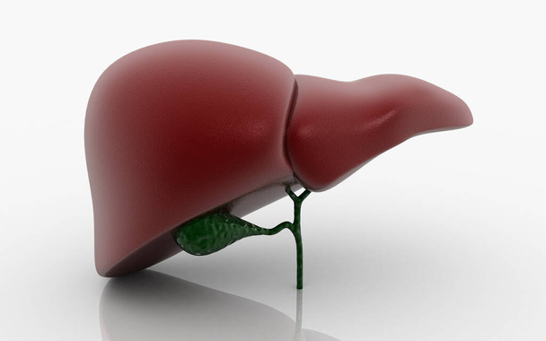 Illustrazione 3D di fegato e cistifellea su sfondo a colori - Foto, immagini