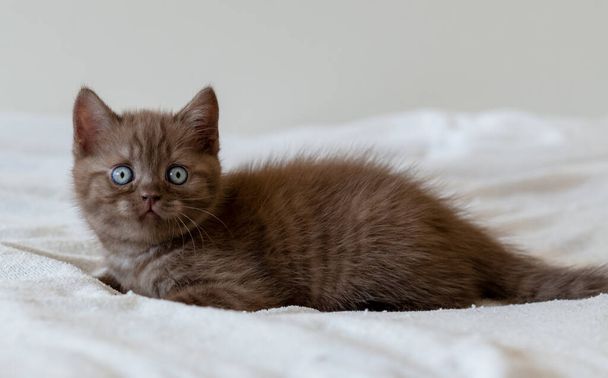 Χαριτωμένο σοκολατένιο Βρετανικό γατάκι με μπλε μάτια. Επιλεκτική εστίαση - Φωτογραφία, εικόνα