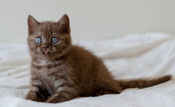 Słodkie czekoladowe brytyjskie krotkie kotki z niebieskimi oczami. Skupienie selektywne - Zdjęcie, obraz