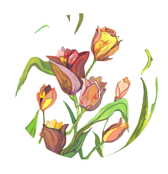  Pink and yellow tulips in circle - watercolor sketch - Fotoğraf, Görsel