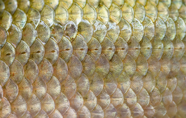 Real crucian fish scales - natural background. - Foto, imagen