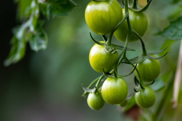 Evde yetişen kiraz domatesleri sebze bahçesinde organik gıda ve organik sebzeler olarak sallanıyor vejetaryenler ve vejetaryenler için ilaçsız sağlıklı bir besin için. - Fotoğraf, Görsel