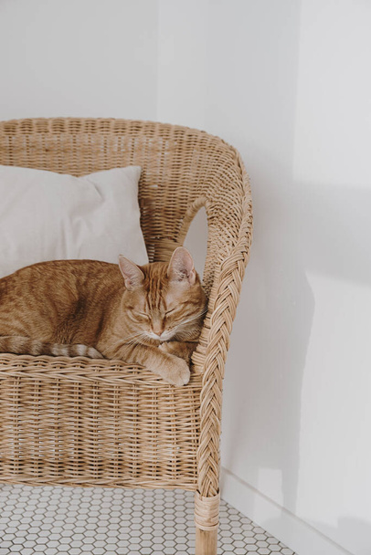 Gato rojo durmiendo en silla de ratán con almohada
. - Foto, imagen
