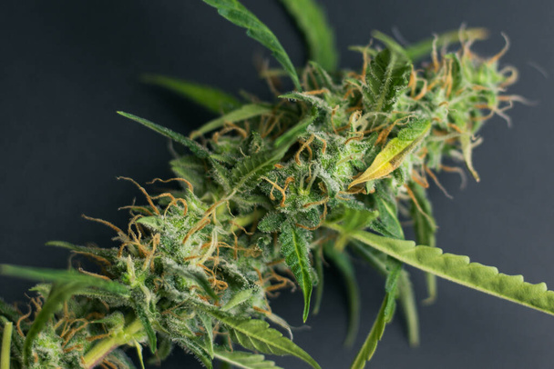 Cannabis planta botão close-up. Marijuana com tricomas em fundo preto. Erva orgânica para uso médico
. - Foto, Imagem