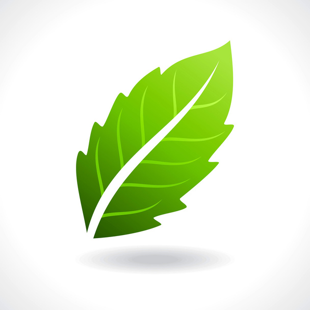 Fresh Green Leave - Vector, imagen