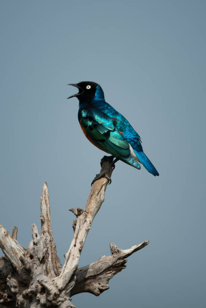Superb starling zpívá sedící na pařezu - Fotografie, Obrázek