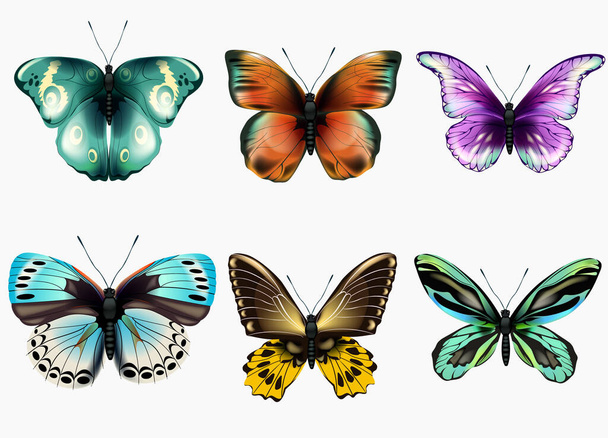 Коллекция разноцветных бабочек - Вектор,изображение