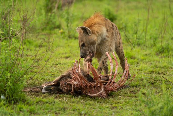 Benekli sırtlan antilop leşinin kemiklerini kemiriyor. - Fotoğraf, Görsel