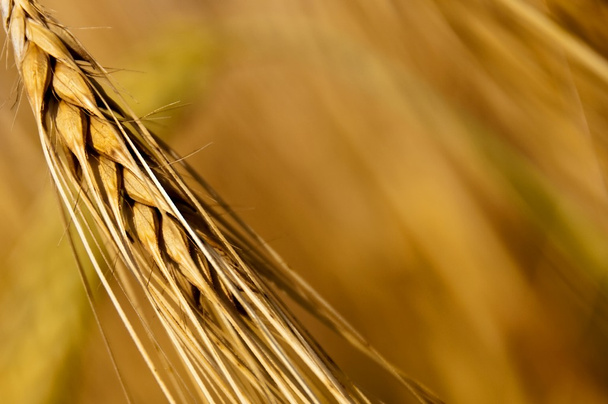 Barley, Hordeum vulgare - Фото, изображение
