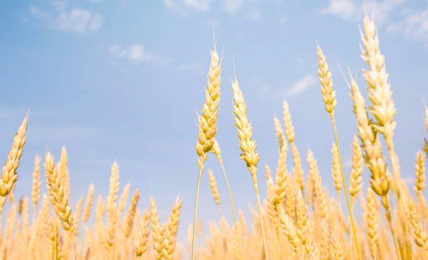 hřeby pšenice proti obloze - Fotografie, Obrázek