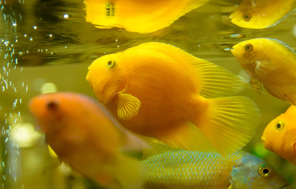 Зеленый красивый тропический пресноводный аквариум - Фото, изображение