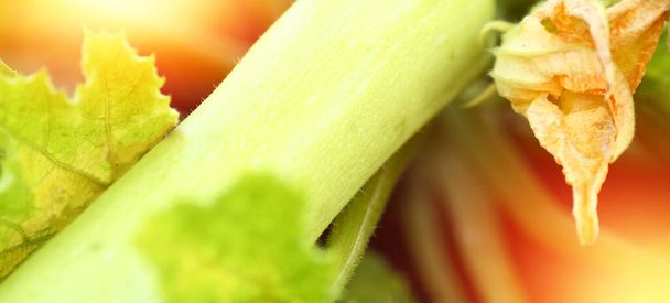 Abóbora verde close-up com flores amarelas crescendo na plantação. Cultivar vegetais. Zucchini. Comida orgânica. Agricultura. Legumes. Raios de sol de fundo, boeh, flash. Conceito de vegetarianismo
  - Foto, Imagem