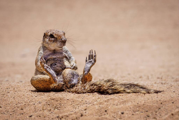 A ground squirrel sitting on the soil - Фото, изображение
