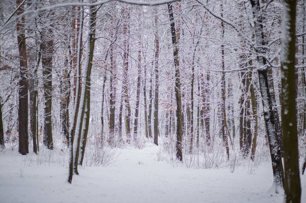 trees with branches and leaves in snow in winter - Foto, afbeelding