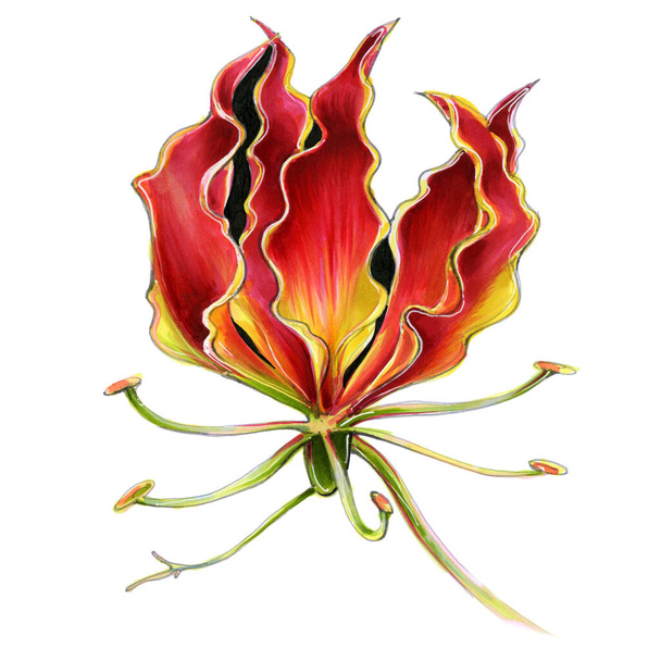 flower red tropical jungle gloriosa illustration - Fotó, kép