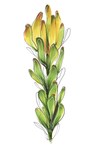 green plant leucadendrone eucalyptus tropical bouquet illustration - Foto, Imagen