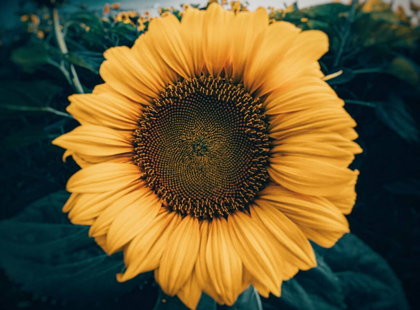 A closeup shot of a beautiful sunflower - Zdjęcie, obraz
