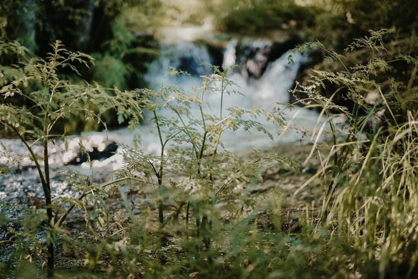 A selective focus shot of green plants with a river on the background - 写真・画像