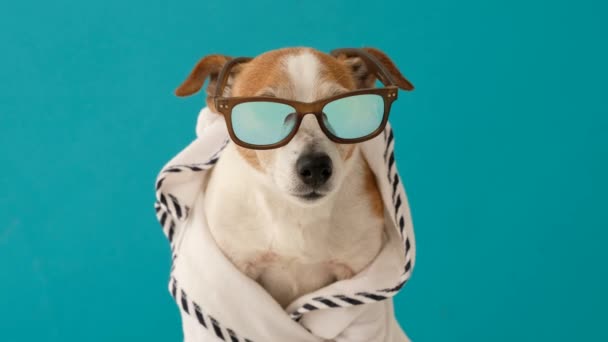 Hond in zonnebril en een badjas - Video