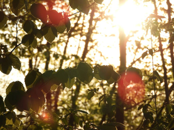 Un beau coup de soleil brille à travers les feuilles d'un arbre - Photo, image