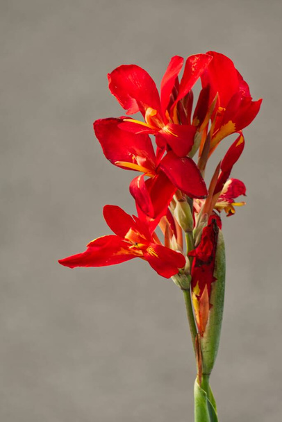 A vertical selective focus shot of beautiful red canna lily flowers on a grey background - Photo, Image