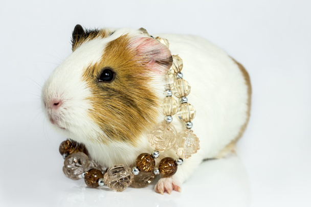 Cochon de Guinée avec perles
. - Photo, image