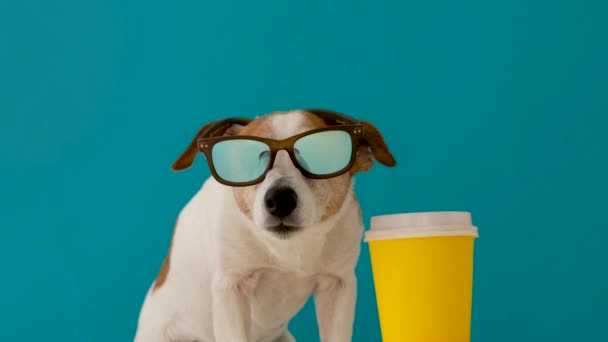 Cane in occhiali da sole e una tazza di carta - Filmati, video