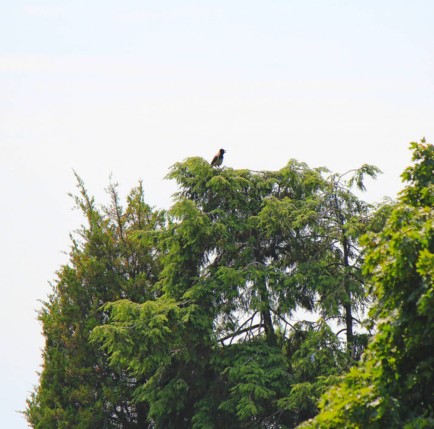 o corvo entusiasticamente canta uma ode ao verão quente
 - Foto, Imagem