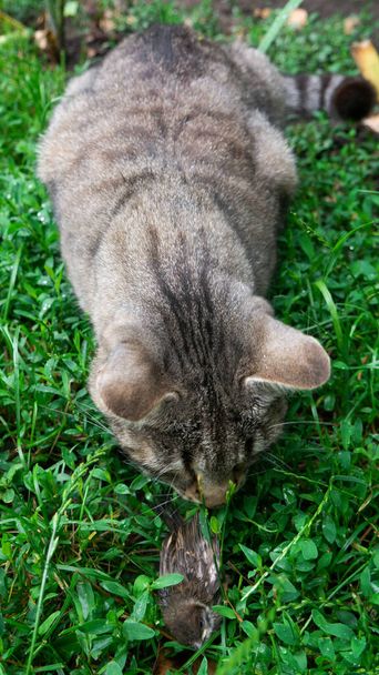 Kočka očichává vrabce v trávě. Kočka chytila vrabce. - Fotografie, Obrázek