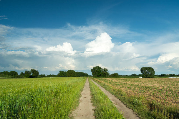 A dirt road through fields and white clouds on blue sky, summer rural landscape - Foto, Imagen